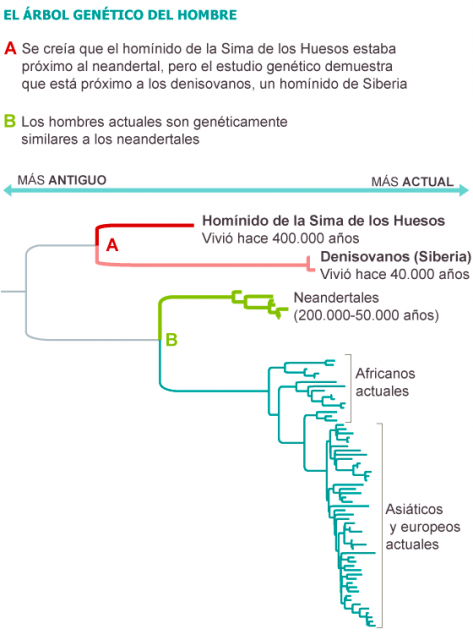 Dibujo20131207 Bayesian phylogenetic tree of hominin mtDNA Sima de los Huesos - nature elpais