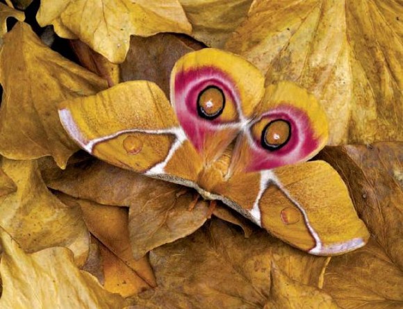 Para qué sirven los falsos "ojos" de las alas de las mariposas