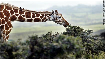 Por qué las jirafas tienen el cuello tan largo (o nada tienen que ver los altos árboles)