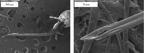 La física de la picadura del mosquito y sus aplicaciones en ingeniería