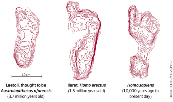 Huellas del pie de un Homo erectus confirman que caminaba como nosotros
