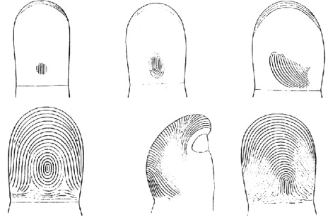 dibujo20090409_first_primary_ridges_on_fingerprint_formation_in_fetus_