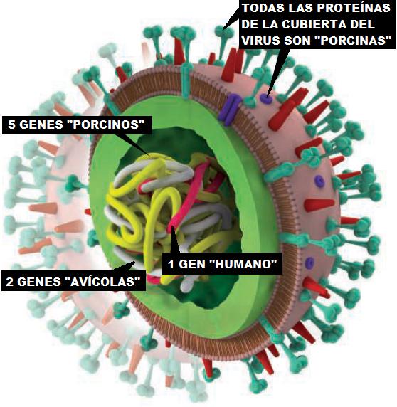 Cuando no se puede contar nada nuevo sobre el virus de la gripe porcina -  La Ciencia de la Mula Francis