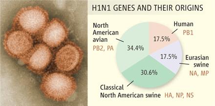 Virus H1N1 al microscopio electrónico y origen de sus genes. (C) Science