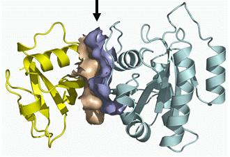 Dibujo20090626_protein_protein_interaction_PDB_1LFD_chain_A_B