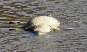 Nadie sabe por qué mueren en masa los cocodrilos del Nilo del Río de los  Elefantes en Sudáfrica - La Ciencia de la Mula Francis