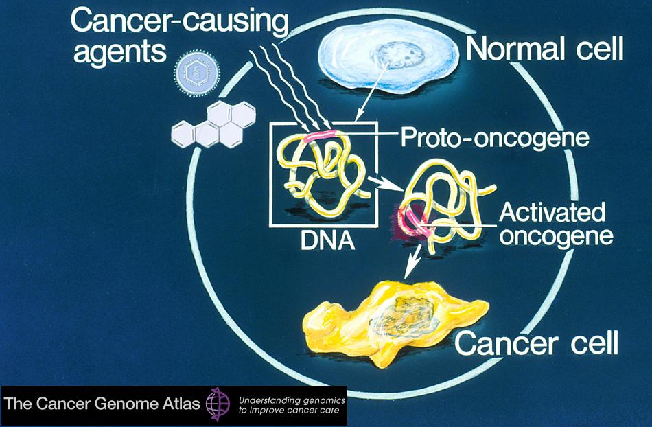 Dibujo20130121 cancer genome atlas - cell - dna - oncogen