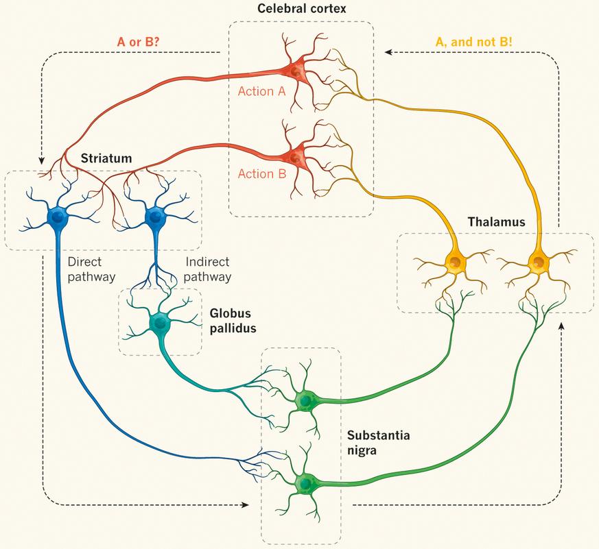 Dibujo20130123 Decision-making at the neuronal level
