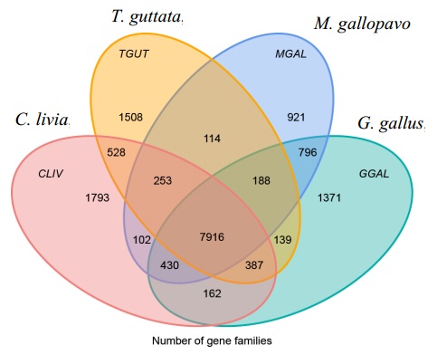 Dibujo20130201 Venn diagram of gene families of four birds