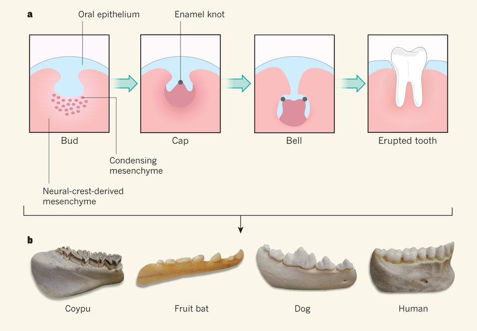 Dibujo20130501 Mammalian tooth development