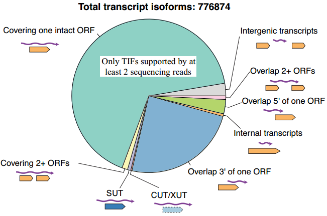 Dibujo20130518 total transcript isoforms supported by at least two sequencing reads