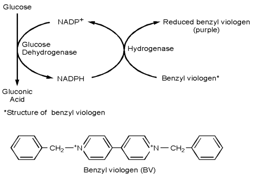 Dibujo20131014 reaction scheme measurement hydrogen by oxidation of glucose - Natalie Portman - 1998