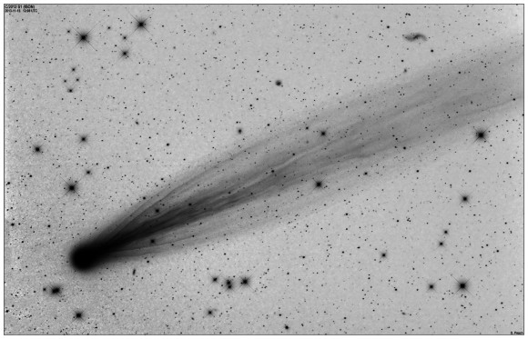 Dibujo20131117 comet ison -damian peach deepsky - c2012 s1 - 2013 11 15 - negative