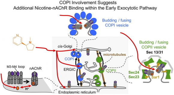 Dibujo20140112 COPI involvement suggests nicotine-nAchR binding within early exocytotic pathway