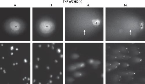 Dibujo20140112 comet tail in gel electrophoresis