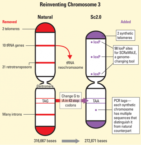 Dibujo20140429 reinventing chromose 3 yeast - science mag