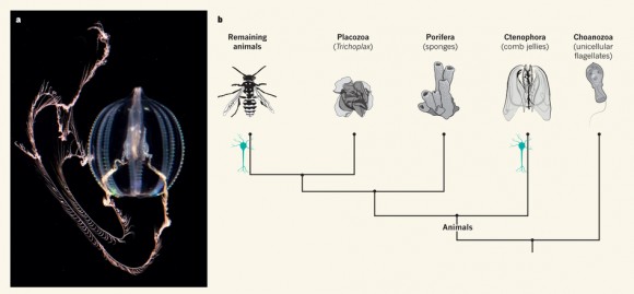 Dibujo20140521 evolutionary origin of nerve systems - nature