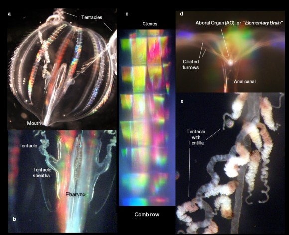 Dibujo20140522 Anatomy and neuromuscular systems of the ctenophore Pleurobrachia bachei -- nature