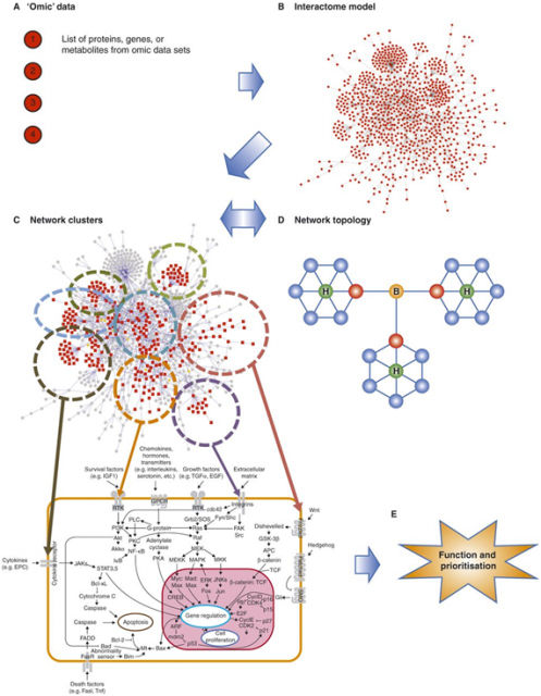 Dibujo20140630 interactome - network theory - diseosome