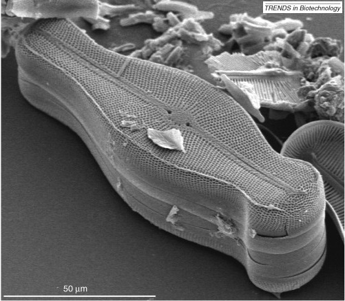 Dibujo20140825 Scanning electron micrograph of a pennate diatom Didymosphenia geminata - trends biotech
