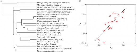 Dibujo20150305 Phylogenetic analysis of eyelash length - 22 mammalian species - rsif royalsociety