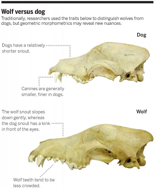 Dibujo20150419 wolf versus dog - sciencemag org