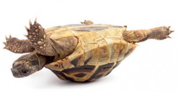 Dibujo20150601 Big tortoise shell - flipping - nature com