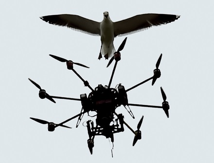 Dibujo20150503 A seagull sweeps at a Sky TV drone -  MARTY MELVILLE AFP GETTY IMAGE - science mag