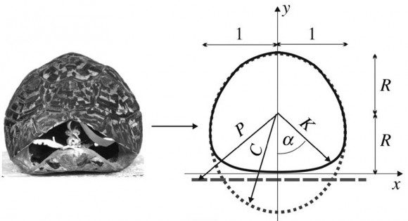Dibujo20150601 turtle geometry - one - Righting strategies - rspb royalsocietypublishing org