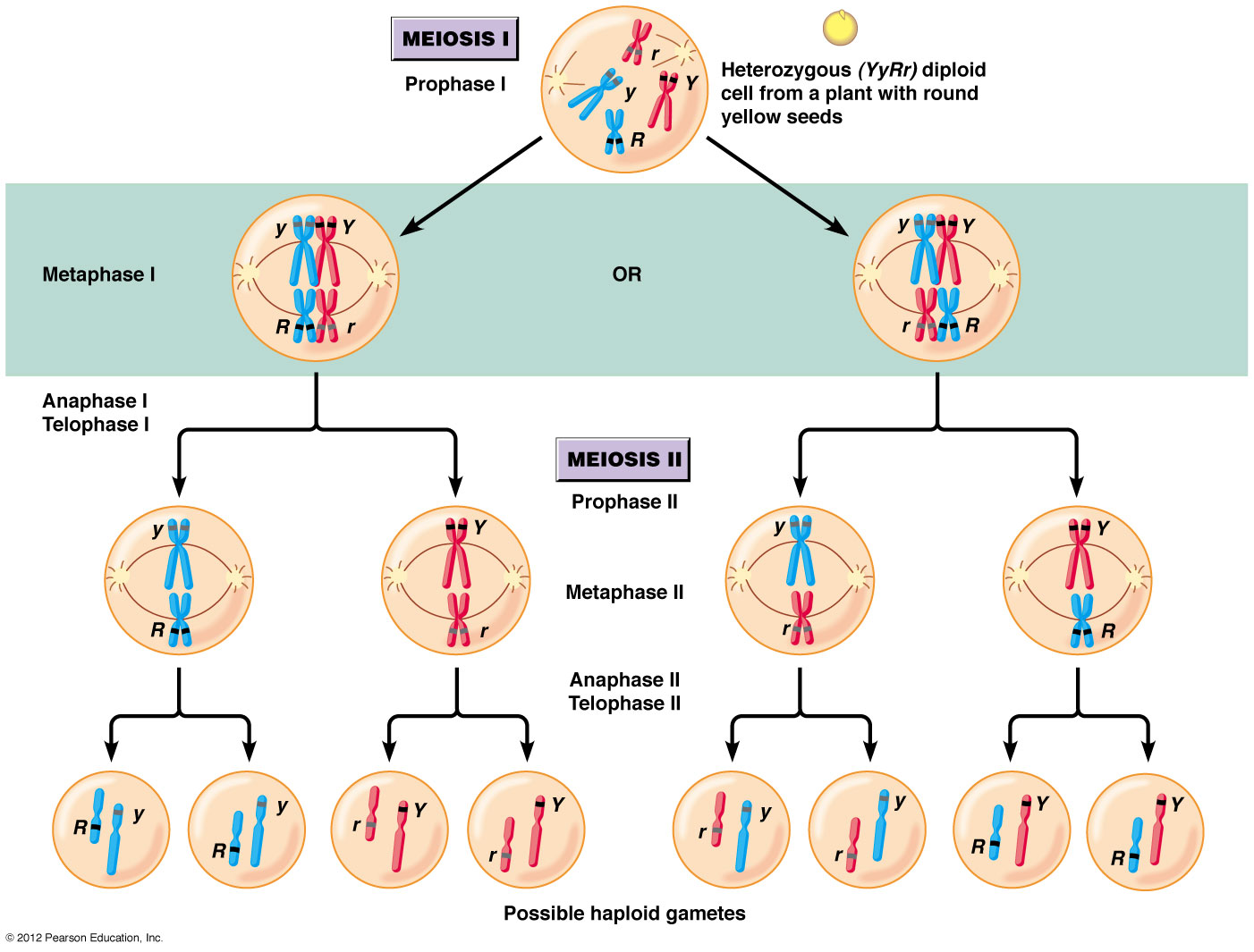 Dibujo20150606 Sexual Reproduction Meiosis Genetic Diversity