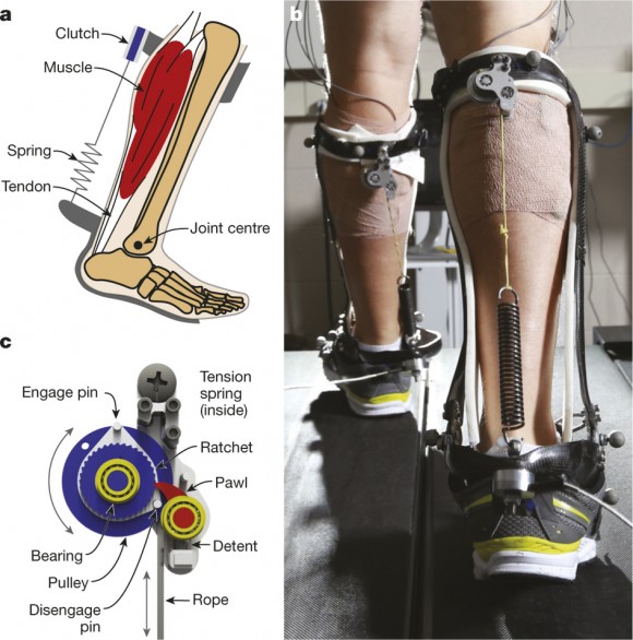 Dibujo20150610 Unpowered exoskeleton design - reducing energy cost human walking - nature com