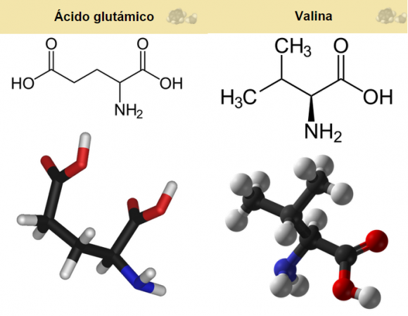 Dibujo20151014 valine vs glutamate wikipedia commons