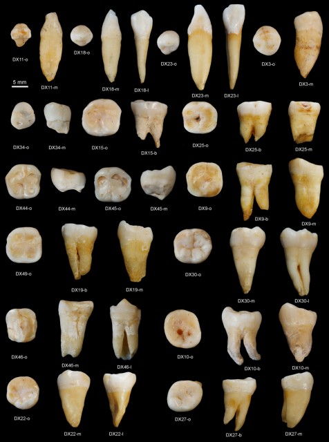 Dibujo20151017 Daoxian lower teeth - nature15696-sf3