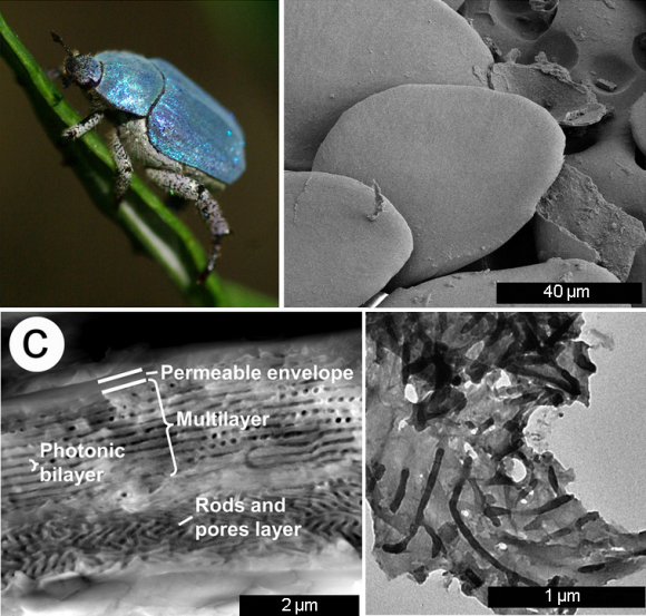Dibujo20160116 Photograph male H coerulea beetle Scanning electron microscopy image scales beetle elytra srep19322_f1