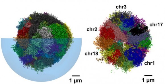 dibujo20161105-chromosome-segregation-upon-recondensation-srep35985-f8