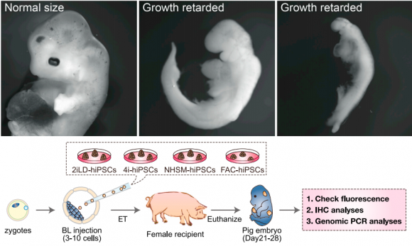 Dibujo20170131 Generation of Post-implantation Human-Pig Chimeric Embryos cell