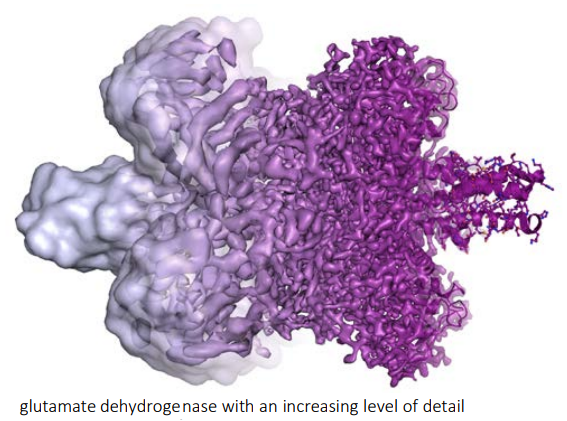 Dibujo20171005 glutamate dehydrogenase increasing level of detail cryo-electron images may 2016 nobelprize org