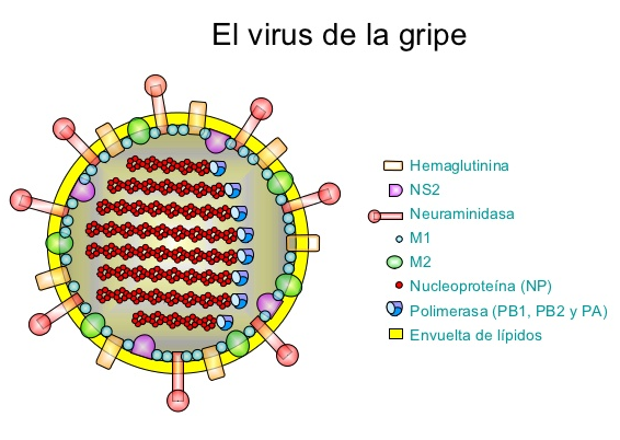 Dibujo20190225 Estructura virus gripe 15 julio 2009 Jaime Martín-Benito  Romero - La Ciencia de la Mula Francis