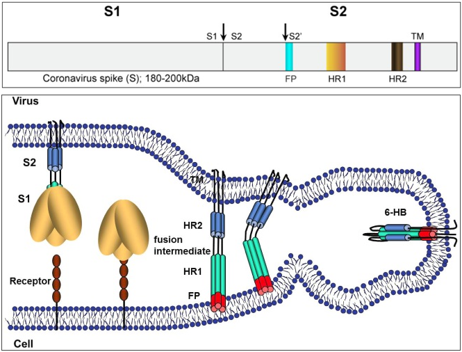 D20200224-sinobiological-com-schematic-of-CoV-spike-protein-mediated-membrane-fusion.png