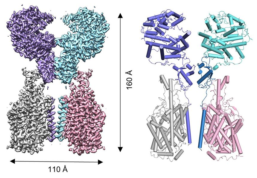 D20200307-sciencemag-science-abb2762-cryo-EM-map-ACE2-B0AT1-complex.png