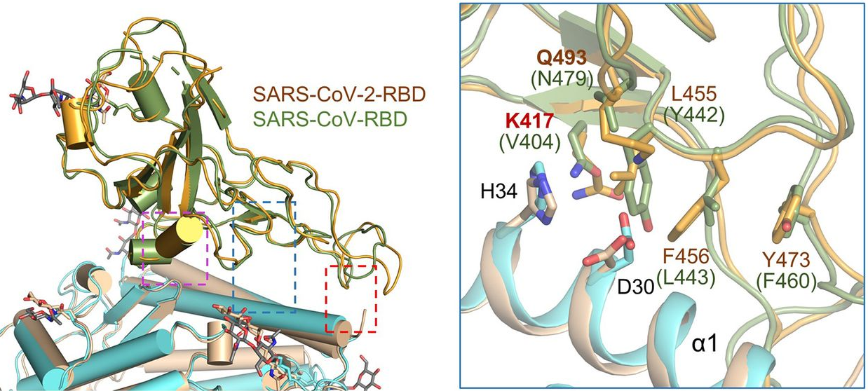 D20200307-sciencemag-science-abb2762-sars-cov-vs-sars-cov-2-rbd-coupling-with-ACE2-receptor.png