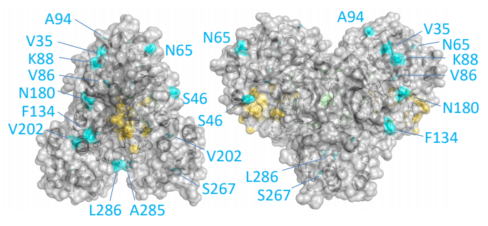 D20200319-chemrxiv-11831103-Prediction-2019-nCoV-3C-like-Protease-comparison-SARS-CoV-coloured.png