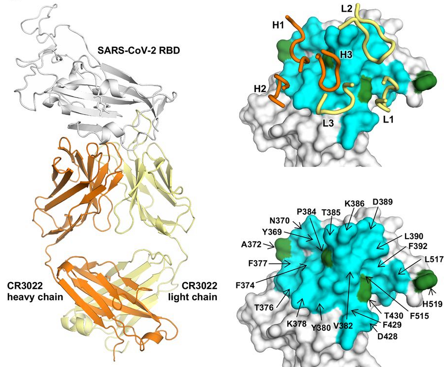 D20200403-sciencemag-science-abb7269-CR3022-receptor-binding-domain-SARS-CoV-2-and-SARS-CoV.png