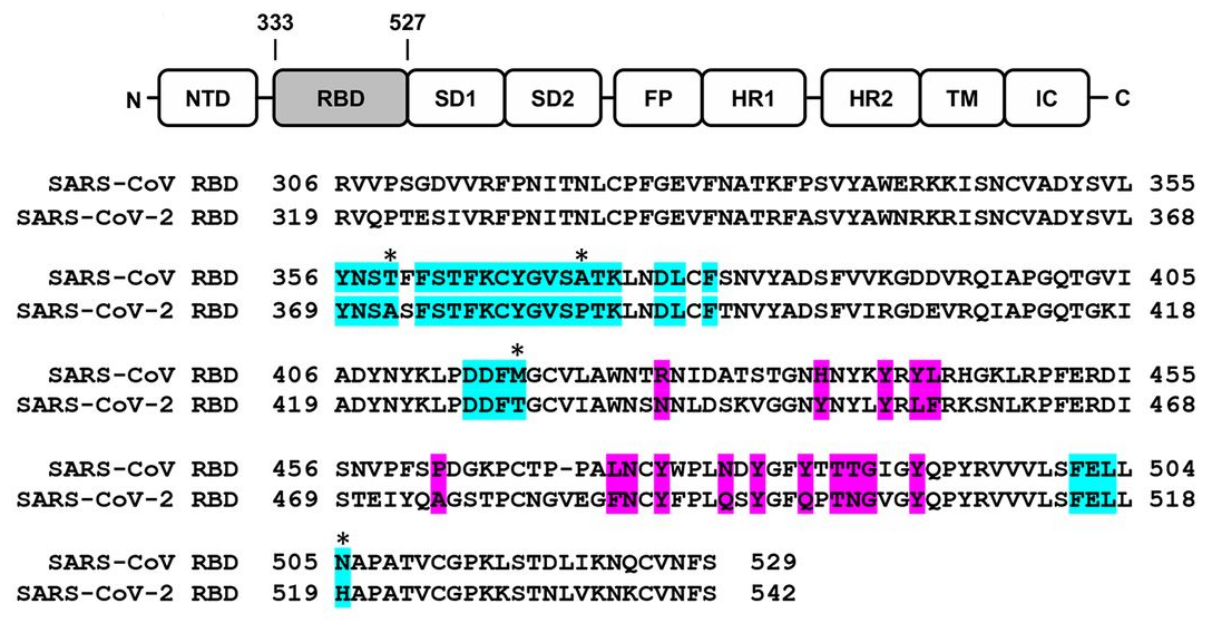 D20200403-sciencemag-science-abb7269-Sequence-alignment-SARS-CoV-2-RBD-and-SARS-CoV-RBD.png