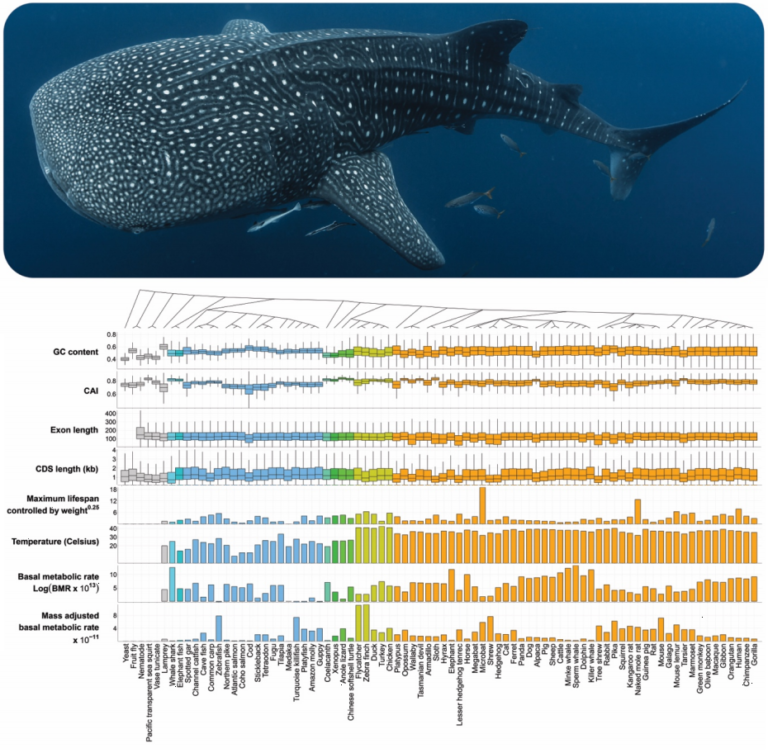 D20200806 pnas 2020 08 03 1922576117 whale shark genome reveals ...