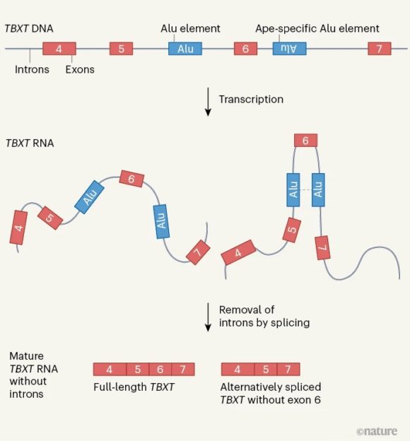 El rol de una secuencia Alu del gen TBXT en que no tengas cola