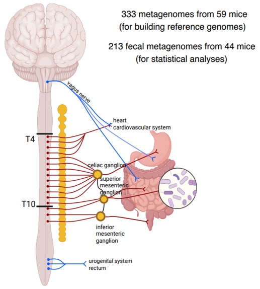 La relación entre las lesiones medulares y la microbiota intestinal